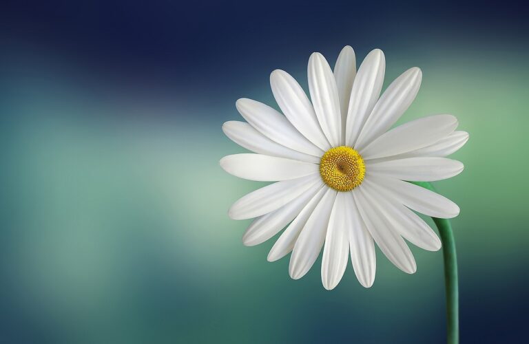 marguerite, daisy, flower wallpaper-729510.jpg